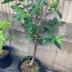 お相手きまりました　
河津桜とさくらんぼの画像