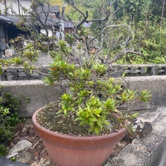 こちらの植物🪴　まとめて育ててくださる方よろ🙇‍♀️の画像