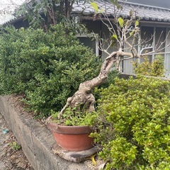 こちらの植物🪴　まとめて育ててくださる方よろ🙇‍♀️の画像