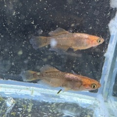 【はやたんメダカ】☆竜章鳳姿☆ 稚魚 選外 8匹 現物出品 格安販売の画像