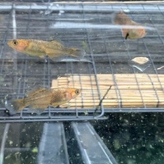 【はやたんメダカ】☆竜章鳳姿☆ 稚魚 選外 8匹 現物出品 格安販売の画像