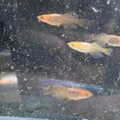 【はやたんメダカ】☆竜章鳳姿☆ 稚魚 選外 8匹 現物出品 格安販売の画像