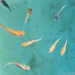 メダカmix-15匹の画像