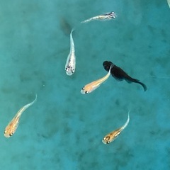 メダカmix-15匹の画像