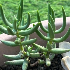 ✨多肉植物♡鉢いっぱい✨の画像