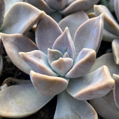 ✨多肉植物♡鉢いっぱい✨の画像