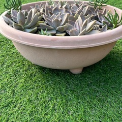 ✨多肉植物♡鉢いっぱい✨の画像