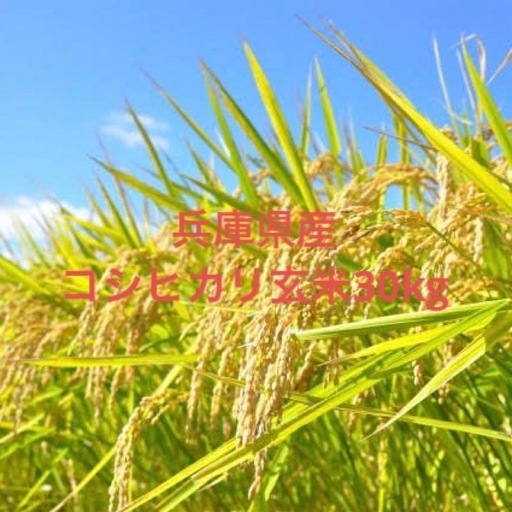 令和7年新米　コシヒカリ
