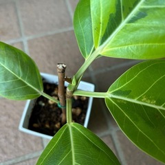 挿し木フィカス・アルテシマ①の画像