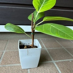 挿し木フィカス・アルテシマ①の画像