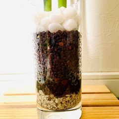 スパイラルバンブー　観葉植物　ハイドロカルチャーの画像