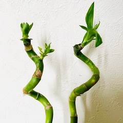 スパイラルバンブー　観葉植物　ハイドロカルチャーの画像