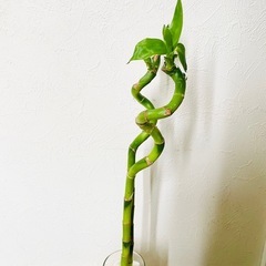 スパイラルバンブー　観葉植物　ハイドロカルチャーの画像