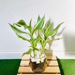 サンデリアーナ　ビクトリー　２本仕立て　観葉植物　ハイドロカルチャー　六角鉢　カラーグラス【Ａ】の画像