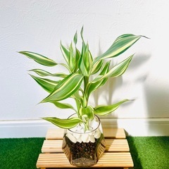サンデリアーナ　ビクトリー　２本仕立て　観葉植物　ハイドロカルチャー　六角鉢　カラーグラス【Ａ】の画像