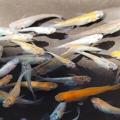 改良メダカ　MIXめだかFFタイプ　稚魚30匹以上の画像