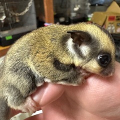 【特価】フクロモモンガ 各カラー 値下げしました - 生駒郡