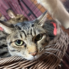 【大至急】兄妹猫　食いしん坊の翡翠ヒスイ