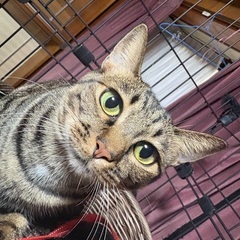 【大至急】兄妹猫　甘えん坊の瑪瑙メノウ