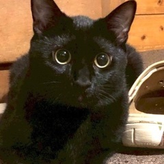 トライアル決まりました｡猫も人も大好きな仲良し兄妹❗️