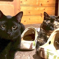 猫も人も大好きな仲良し兄妹❗️