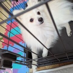 9ヶ月♂ ポメラニアン 