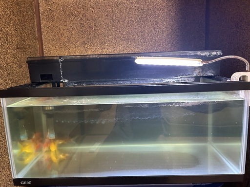金魚と水槽せセット