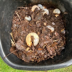カブトムシの幼虫探し