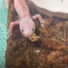 貴重！ウーパールーパー　上陸個体の画像
