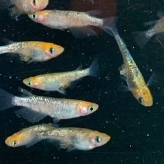 25-3 メダカ　月弓　2ペア＋1匹(5匹) (画像個体より)の画像