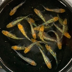 25-3 メダカ　月弓　2ペア＋1匹(5匹) (画像個体より)の画像