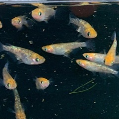 25-3 メダカ　月弓　2ペア＋1匹(5匹) (画像個体より)の画像