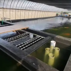池作り　FRP池の作成など行っております