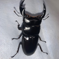 インドアンタエウスオオクワガタ トリオ（♂1♀2）の画像