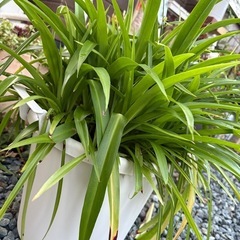 （受け渡し決まりました）緑のオリヅルランの画像