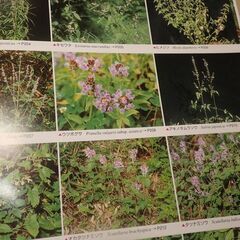 浅野貞夫　日本植物生態図鑑の画像