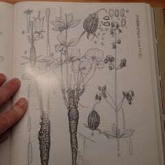 浅野貞夫　日本植物生態図鑑の画像