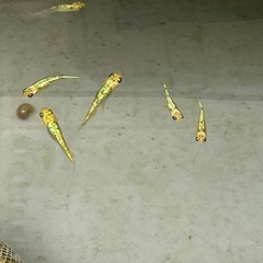 【お取引中】宮桜ゴールドタイプ5匹の画像