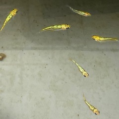 【お取引中】宮桜ゴールドタイプ5匹の画像