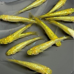 9月27日（土）限定‼️ サンシャイン　1ペア500円🐟の画像
