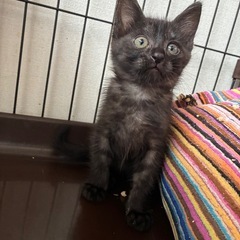 ブラックスモークタビーえんくん&キジトラゆいくん兄弟　1ヶ…