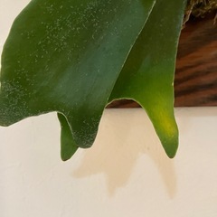 【観葉植物】ビカクシダ・ネザーランドの画像