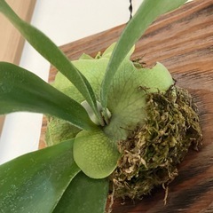 【観葉植物】ビカクシダ・ネザーランドの画像