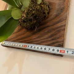 【観葉植物】ビカクシダ・ネザーランドの画像