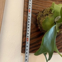 【観葉植物】ビカクシダ・ネザーランドの画像
