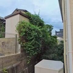 【木化ツタ】頭痛い！お隣に侵入した大量のツタの除去ご依頼作…