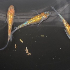 メダカ　ユリシスパラディーゾ
の画像