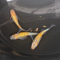 メダカ　ユリシスパラディーゾ
の画像