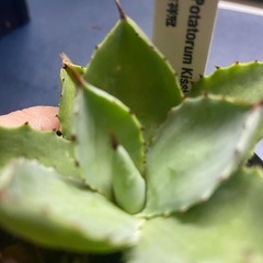 多肉植物　アガベ　吉祥冠の画像
