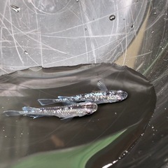 ミッドナイトフリル　鏡鱗　2ペアの画像